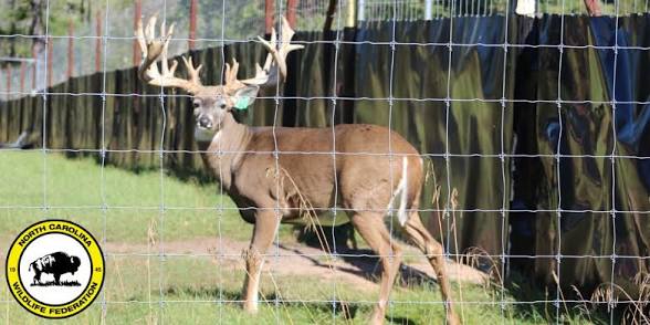 Deer ( farmed species)